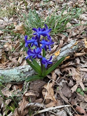 Hyacinthus