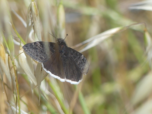 iNaturalist observation photo of Funereal Duskywing