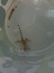 Callisaurus draconoides rhodostictus