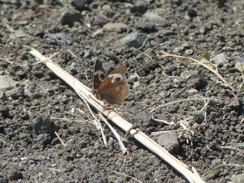 iNaturalist observation photo of Gray Buckeye