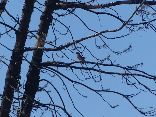 iNaturalist observation photo of Lark Sparrow