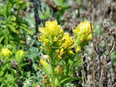 Castilleja wightii