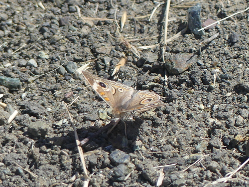 iNaturalist observation photo of Gray Buckeye