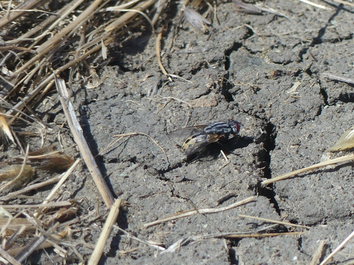 iNaturalist observation photo of Flies