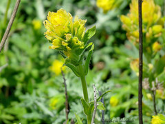 Castilleja wightii