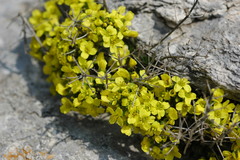 Draba lasiocarpa