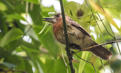 Malacoptila mystacalis