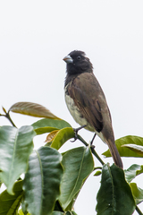 Sporophila nigricollis nigricollis