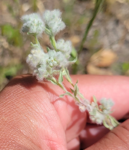 iNaturalist observation photo of cottontop