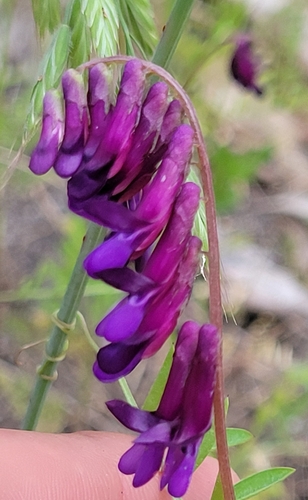 iNaturalist observation photo of hairy vetch