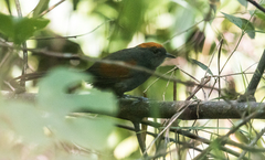 Synallaxis brachyura caucae