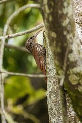 Lepidocolaptes souleyetii lineaticeps