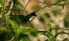 Taraba major obscurus