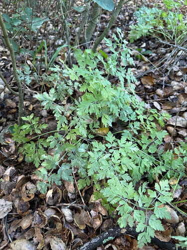 Osmorhiza brachypoda, 2026-04-26