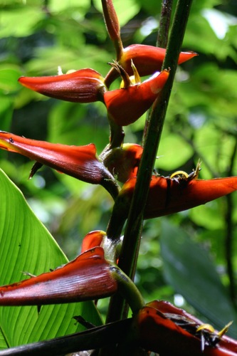 Heliconia tortuosa, photograph 4