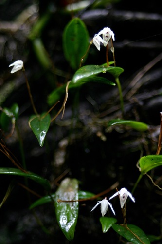 Pleurothallis eumecocaulon, photograph 1