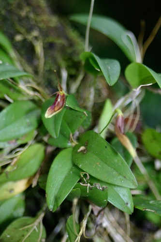 Restrepia trichoglossa