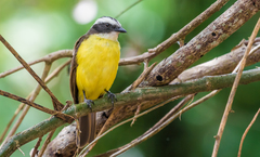 Myiozetetes cayanensis hellmayri