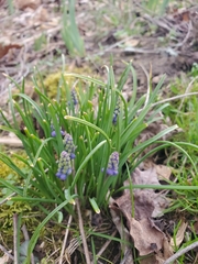 Muscari