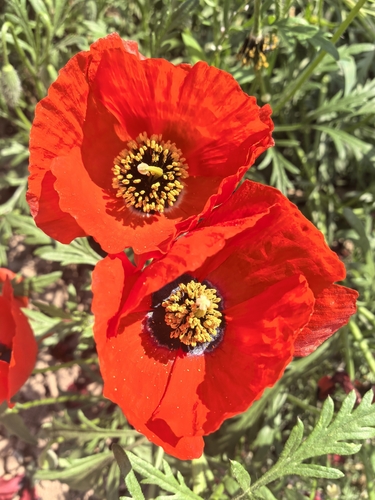 Asian Corn Poppy