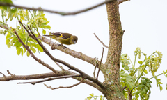 Spinus xanthogastrus