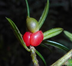 Yellowwood (Podocarpus ekmanii)