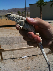 Dipsosaurus dorsalis dorsalis