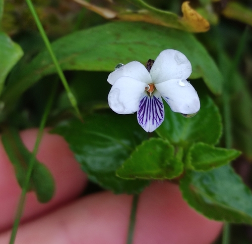 Viola abyssinica
