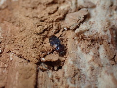 Mycetophagus piceus