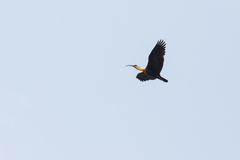 Theristicus caudatus caudatus