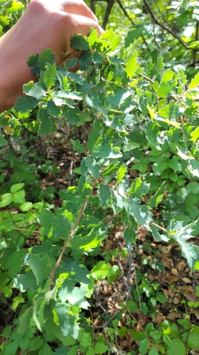 iNaturalist observation photo of Quercus berberidifolia × douglasii