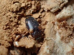 Mycetophagus piceus