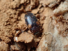 Mycetophagus piceus