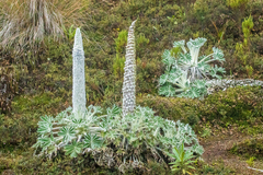 Lupinus alopecuroides