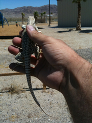 Dipsosaurus dorsalis dorsalis