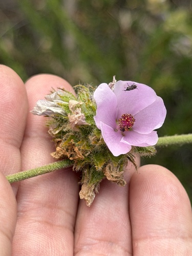 Malacothamnus densiflorus