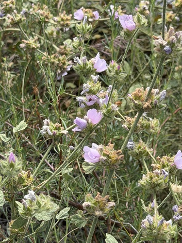 Malacothamnus densiflorus, photograph 2