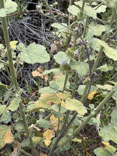 Malacothamnus densiflorus, photograph 3