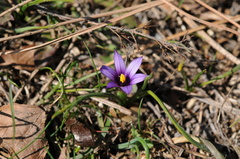 Romulea linaresii