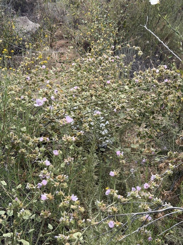 Malacothamnus densiflorus, photograph 4