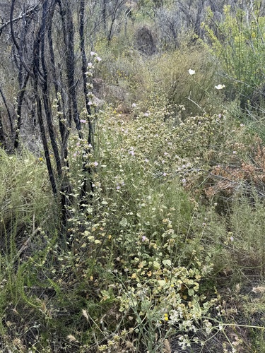 Malacothamnus densiflorus, photograph 5