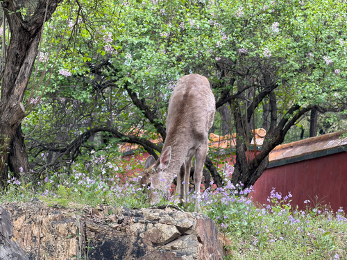 Sika Deer