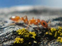Pseudomyrmex apache
