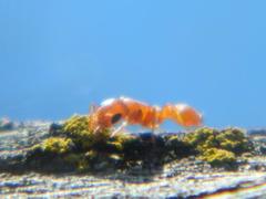 Pseudomyrmex apache
