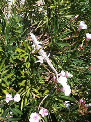 Dipsosaurus dorsalis dorsalis