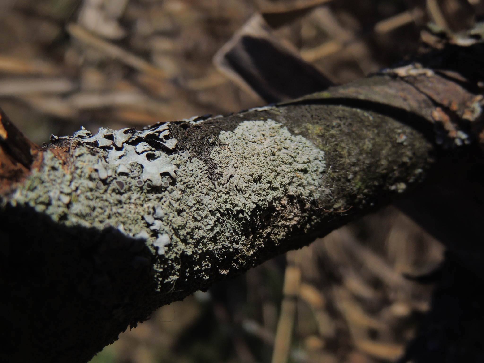 Physciaceae image