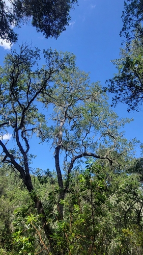 iNaturalist observation photo of blue oak