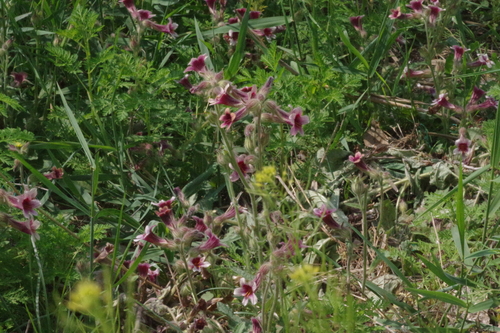 Rehmannia