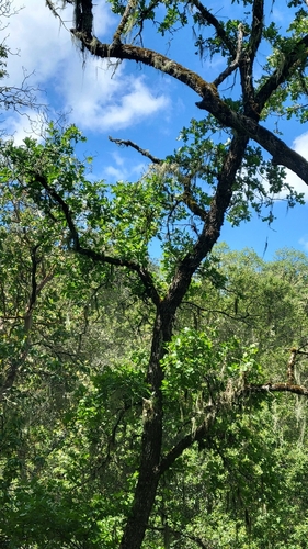 iNaturalist observation photo of Dumosae