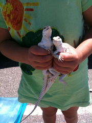 Dipsosaurus dorsalis dorsalis